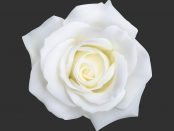 white rose December 6