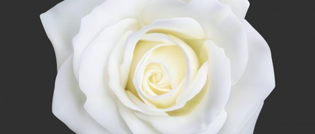 white rose December 6