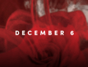 Blurry rose in the background to represent Dec 6